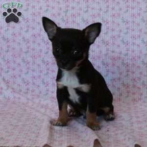 Charming Chipper, Chihuahua Puppy