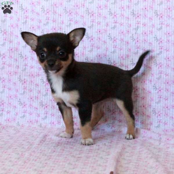 Charming Kate, Chihuahua Puppy