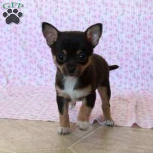 Charming Kate, Chihuahua Puppy