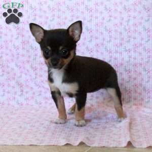 Charming Kate, Chihuahua Puppy