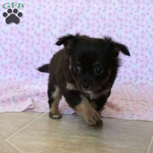 Charming Kathy, Chihuahua Puppy