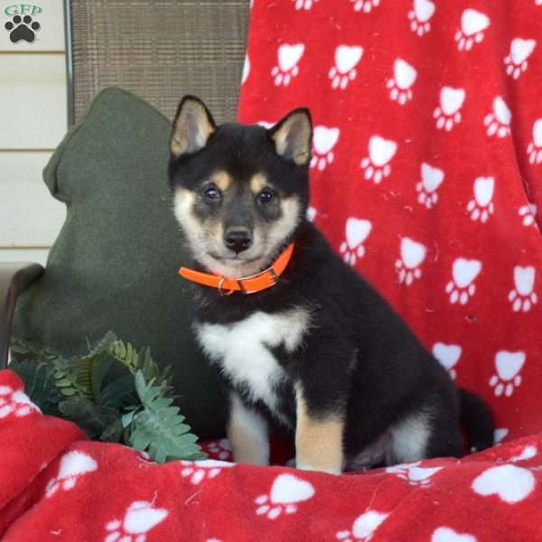 Chase, Shiba Inu Puppy