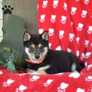 Chase, Shiba Inu Puppy