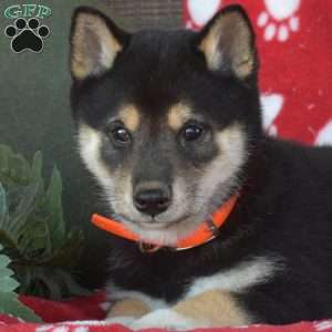 Chase, Shiba Inu Puppy