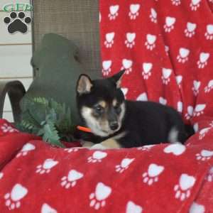 Chase, Shiba Inu Puppy