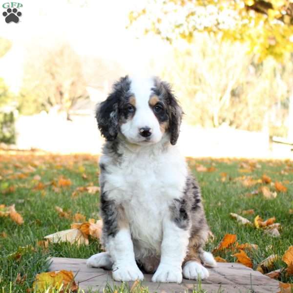 Chase, Mini Bernedoodle Puppy