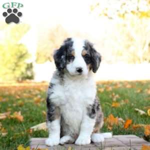 Chase, Mini Bernedoodle Puppy