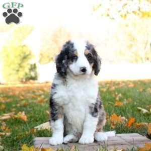 Chase, Mini Bernedoodle Puppy