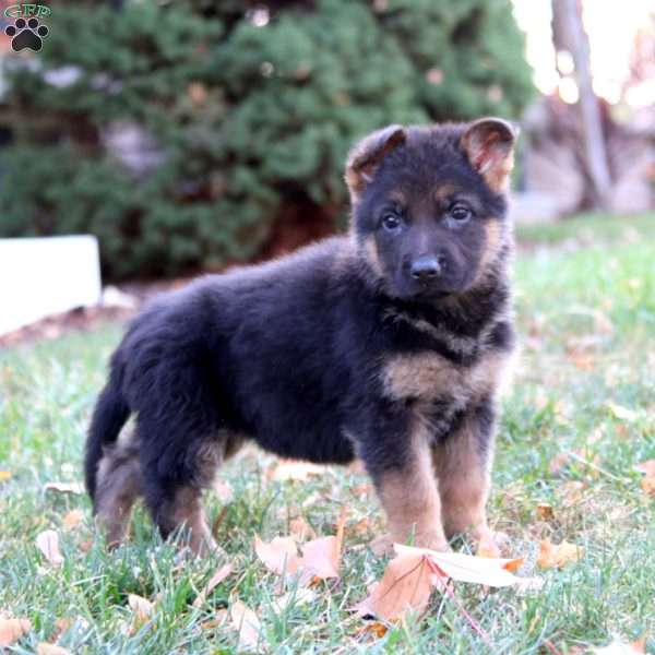 Chelsey, German Shepherd Puppy