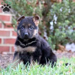 Chelsey, German Shepherd Puppy