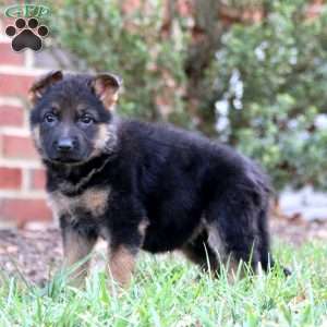 Chelsey, German Shepherd Puppy