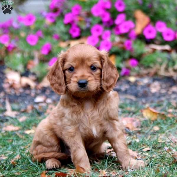 Cherry, Miniature Golden Retriever Puppy