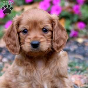 Cherry, Miniature Golden Retriever Puppy