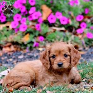 Cherry, Miniature Golden Retriever Puppy