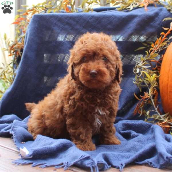 Chester, Miniature Poodle Puppy