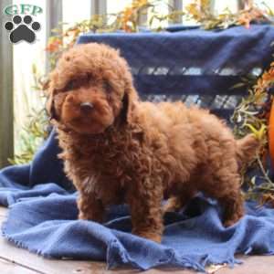 Chester, Miniature Poodle Puppy