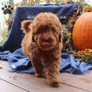 Chester, Miniature Poodle Puppy