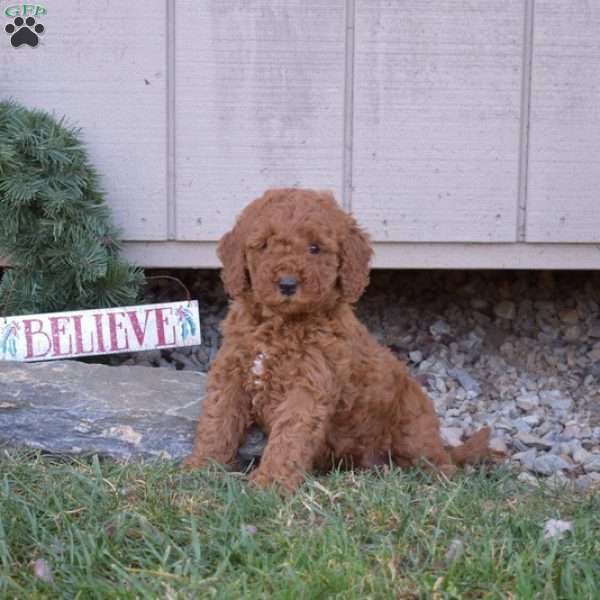 Chestnut, Cavapoo Puppy