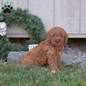 Chestnut, Cavapoo Puppy