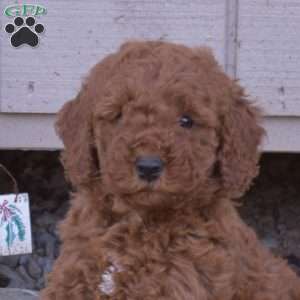 Chestnut, Cavapoo Puppy