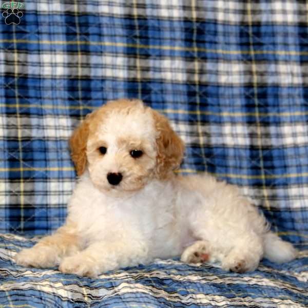 Chevy, Miniature Poodle Puppy