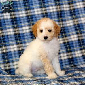 Chevy, Miniature Poodle Puppy