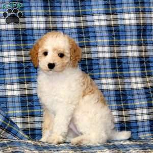 Chevy, Miniature Poodle Puppy