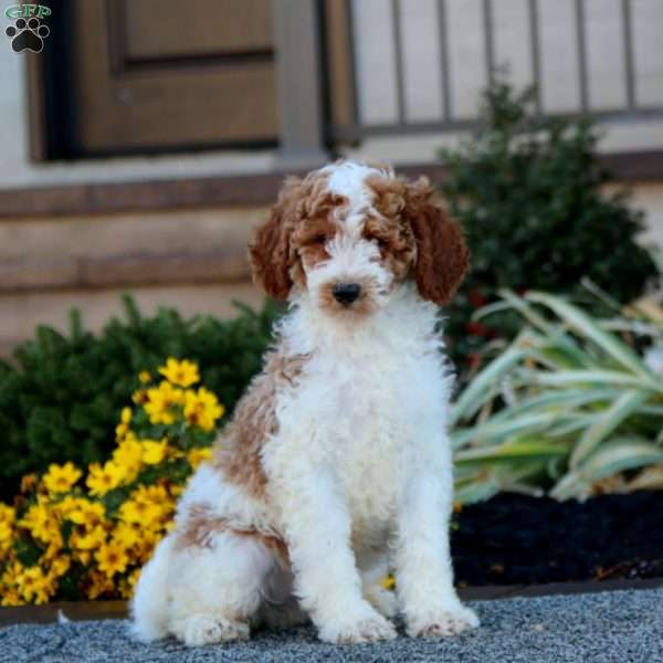 Chico, Miniature Poodle Puppy