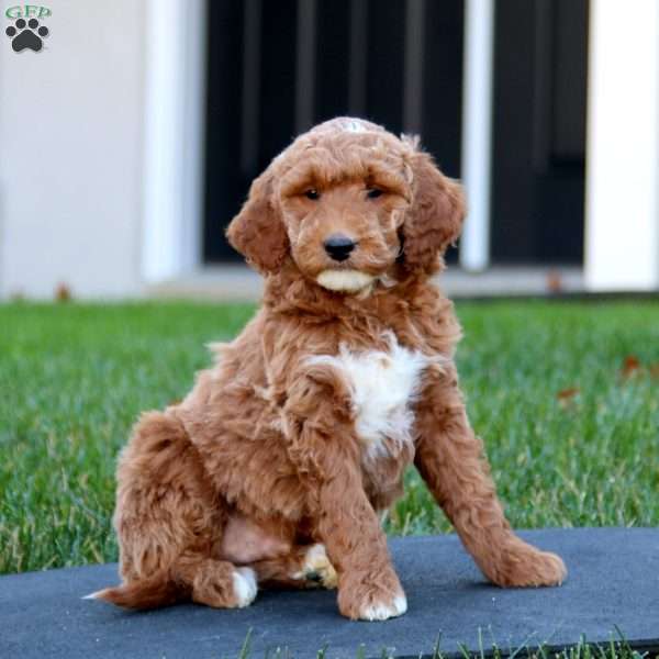 Chico, Mini Goldendoodle Puppy