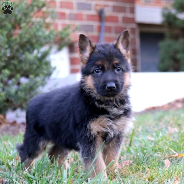 Chico, German Shepherd Puppy