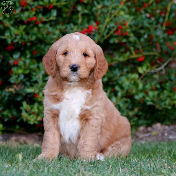 Chico, Goldendoodle Puppy