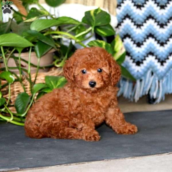 Chico, Toy Poodle Puppy