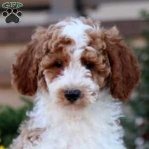 Chico, Miniature Poodle Puppy