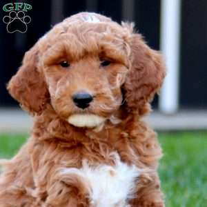 Chico, Mini Goldendoodle Puppy