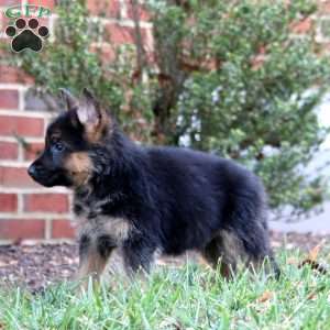 Chico, German Shepherd Puppy