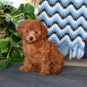 Chico, Toy Poodle Puppy