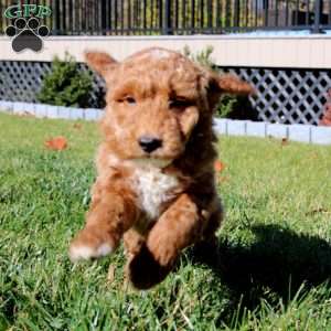 Chico, Mini Goldendoodle Puppy