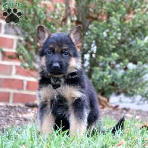 Chico, German Shepherd Puppy