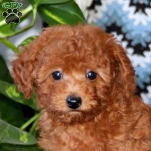 Chico, Toy Poodle Puppy