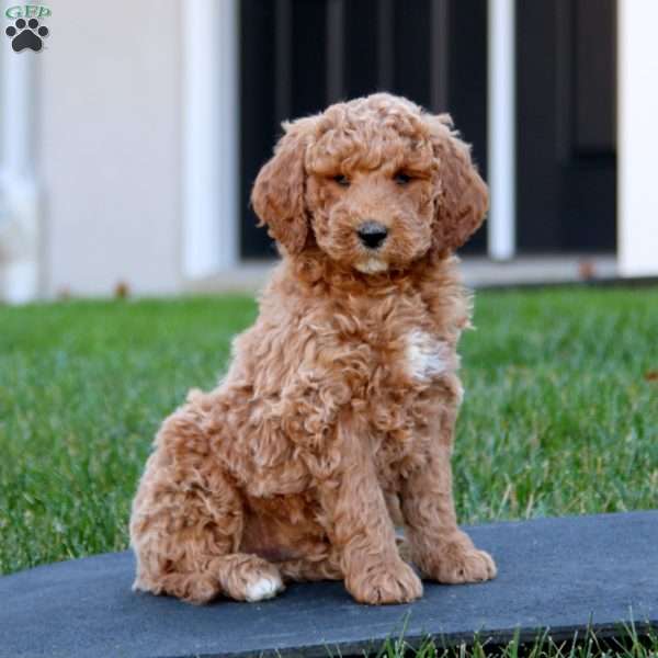 Chip, Mini Goldendoodle Puppy