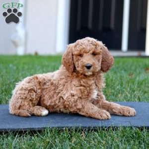 Chip, Mini Goldendoodle Puppy