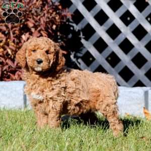 Chip, Mini Goldendoodle Puppy