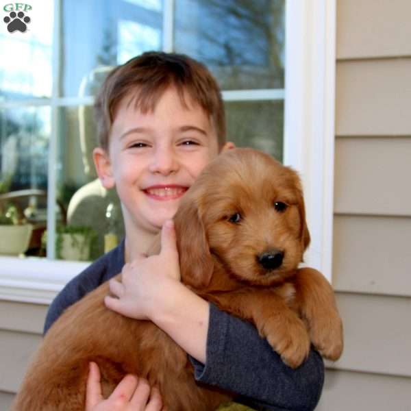 Chipper, Goldendoodle Puppy