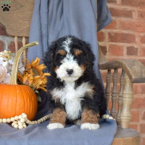 Chloe, Mini Bernedoodle Puppy