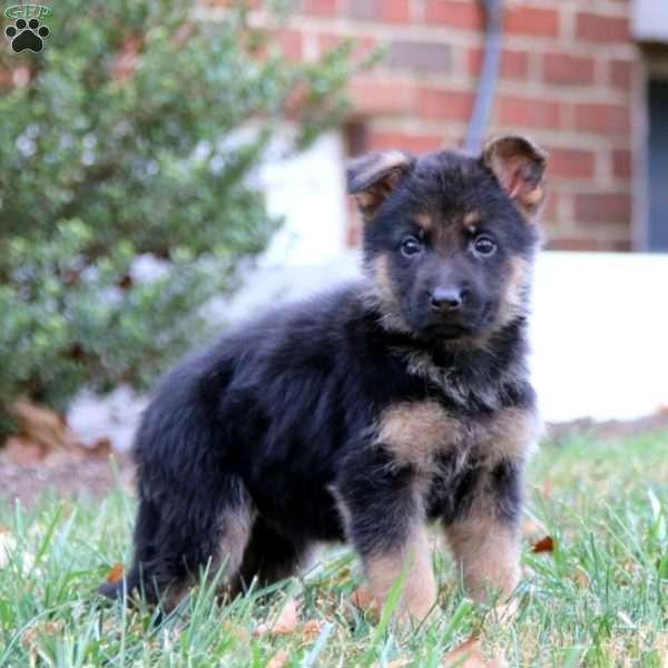 Chrissy, German Shepherd Puppy