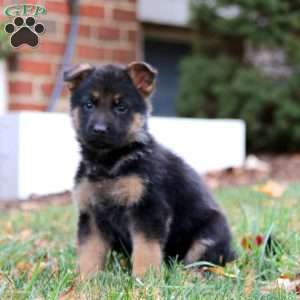 Chrissy, German Shepherd Puppy