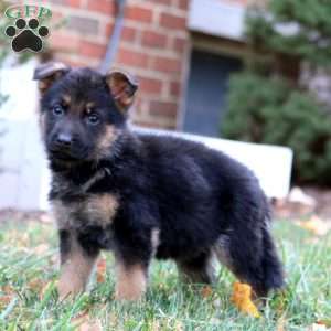 Chrissy, German Shepherd Puppy