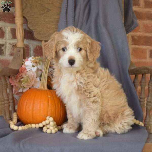 Cider, Mini Bernedoodle Puppy