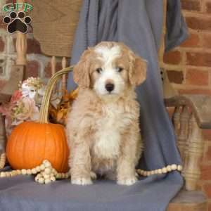 Cider, Mini Bernedoodle Puppy