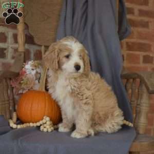 Cider, Mini Bernedoodle Puppy